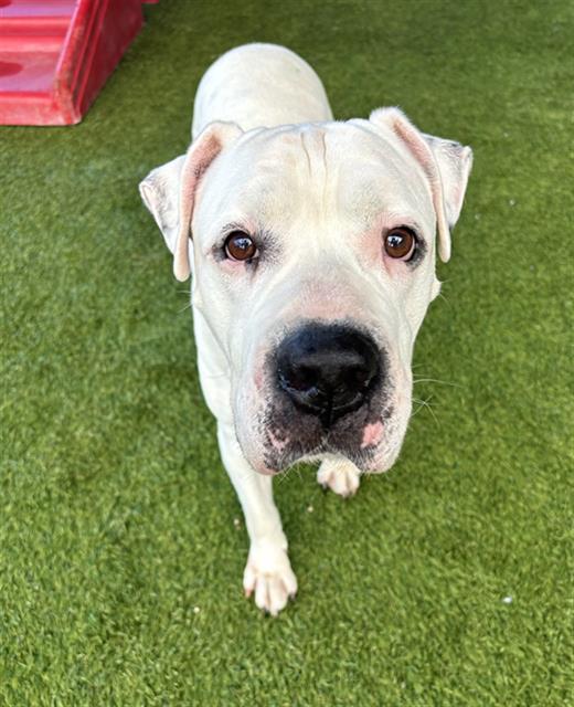 adoptable Dog in Miami, FL named BLANCO