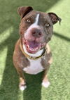 adoptable Dog in  named DRACO