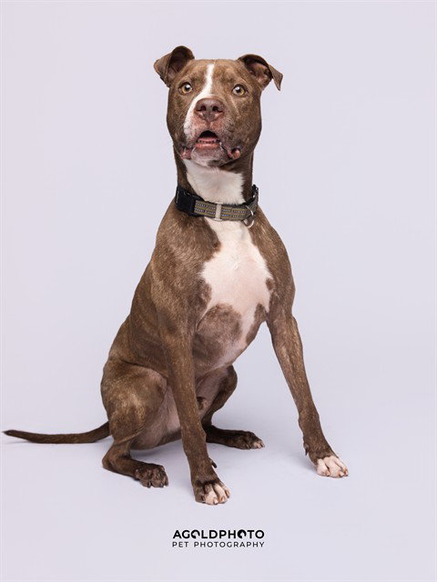 picture of the dog needing adoption