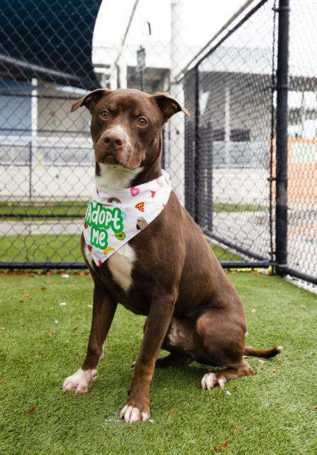 adoptable Dog in Miami, FL named LOUIE