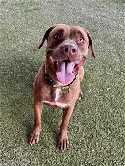 adoptable Dog in Miami, FL named KOBE