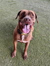 adoptable Dog in  named KOBE