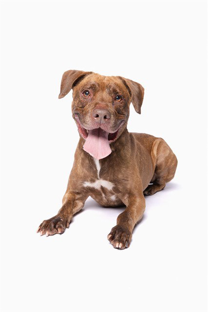 KOBE - American Bulldog for adoption in Miami