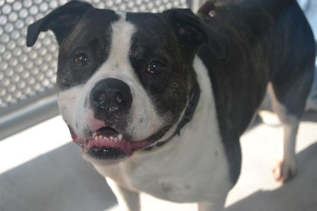 adoptable Dog in Miami, FL named ROMEO