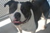 adoptable Dog in  named ROMEO