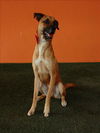 adoptable Dog in miami, FL named ASTRO