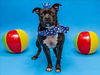 adoptable Dog in  named PAPI CHULO