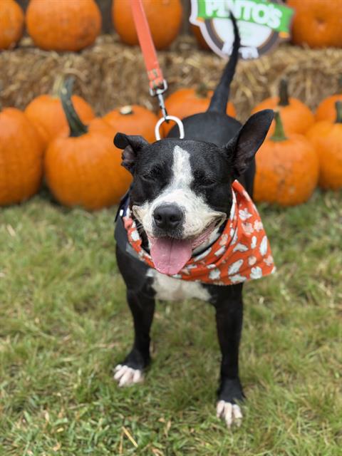 adoptable Dog in Miami, FL named MAMA