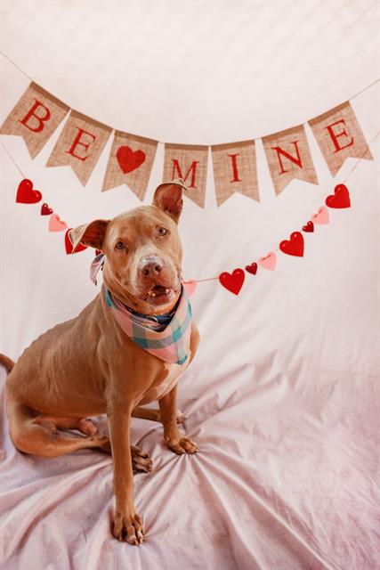 adoptable Dog in Miami, FL named DUKE