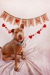 adoptable Dog in  named DUKE