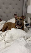 adoptable Dog in  named TROY