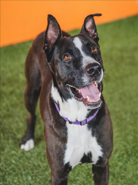 adoptable Dog in Miami, FL named JOE