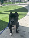 adoptable Dog in  named ROCK