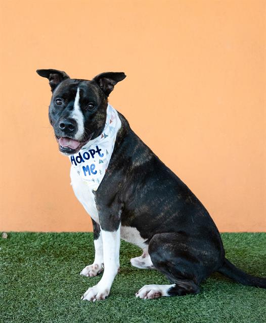 adoptable Dog in Miami, FL named OLLIE