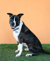 adoptable Dog in  named OLLIE