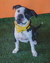 adoptable Dog in  named BUDDY
