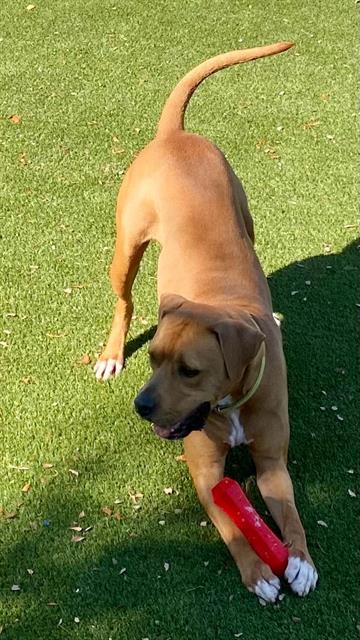 adoptable Dog in Miami, FL named DANTE