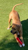 adoptable Dog in  named DANTE