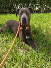 adoptable Dog in  named BONNIE