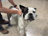 adoptable Dog in  named CARLITOS