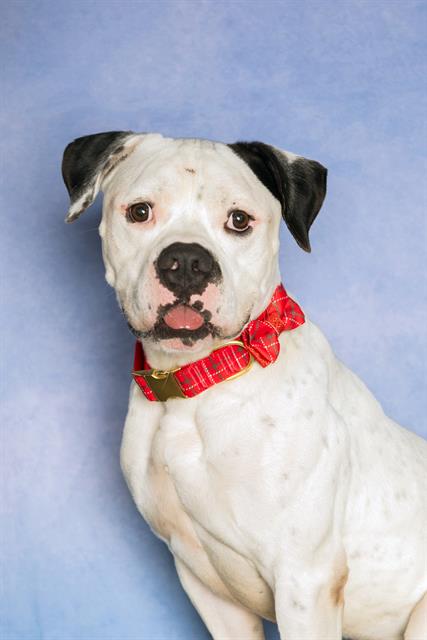 adoptable Dog in Miami, FL named ROB