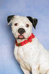 adoptable Dog in  named ROB