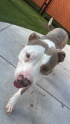 adoptable Dog in miami, FL named ASTRO