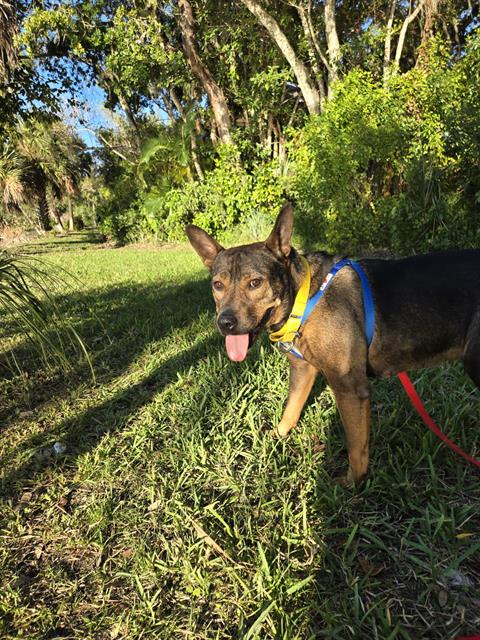 adoptable Dog in Miami, FL named MISSY