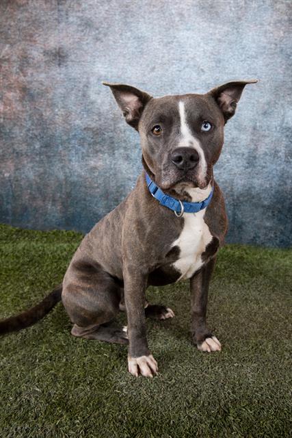 adoptable Dog in Miami, FL named JAKE