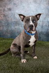 adoptable Dog in  named JAKE