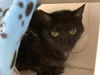 adoptable Cat in  named SKY