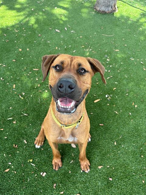 adoptable Dog in Miami, FL named PINTO