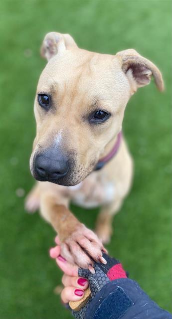 adoptable Dog in Miami, FL named EMMA