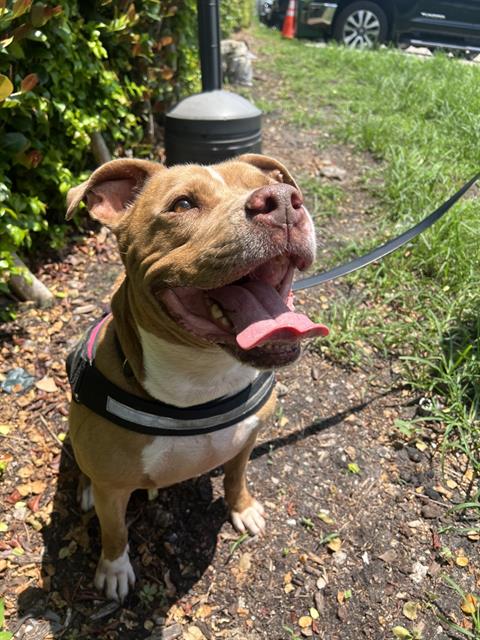 adoptable Dog in Miami, FL named ZACH