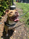 adoptable Dog in  named ZACH