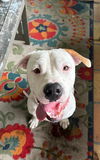 adoptable Dog in  named ARCHIE