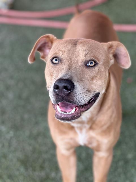 adoptable Dog in Miami, FL named BRUNO