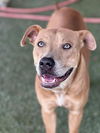 adoptable Dog in  named BRUNO