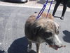 adoptable Dog in miami, FL named RUSTY