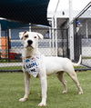 adoptable Dog in  named PAULY