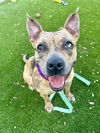 adoptable Dog in  named CHARLINE