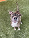 adoptable Dog in  named ZEUS
