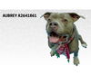adoptable Dog in  named AUBREY