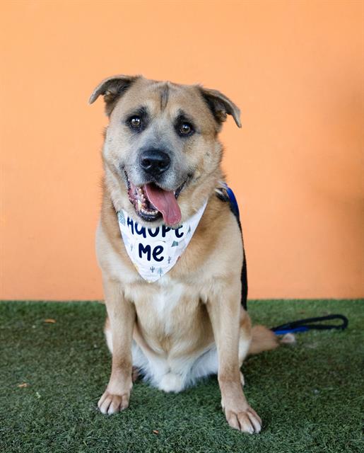 adoptable Dog in Miami, FL named WAFFLES