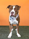 adoptable Dog in , FL named BOB