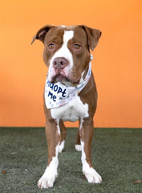 adoptable Dog in Miami, FL named BOB