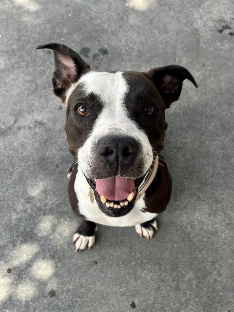 adoptable Dog in Miami, FL named LINA