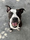 adoptable Dog in  named LINA