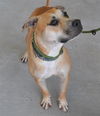 adoptable Dog in  named OTIS