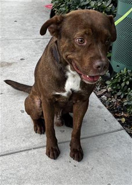 adoptable Dog in Miami, FL named KING